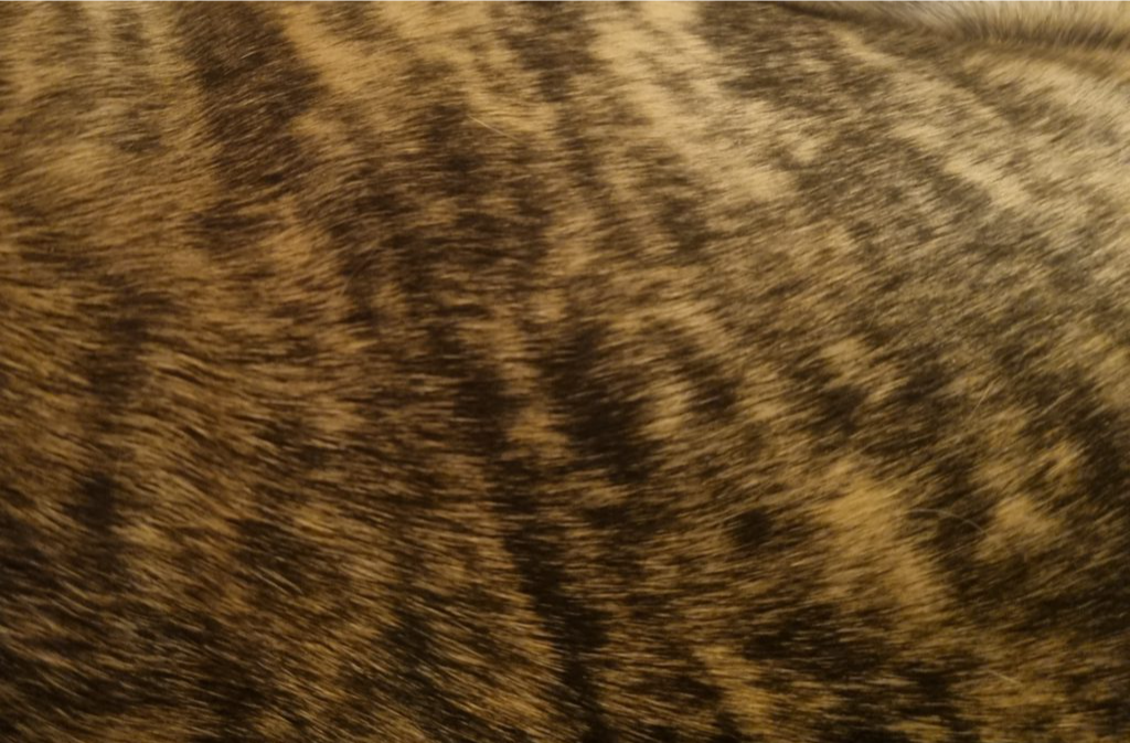 cropped_1718580695.jpg